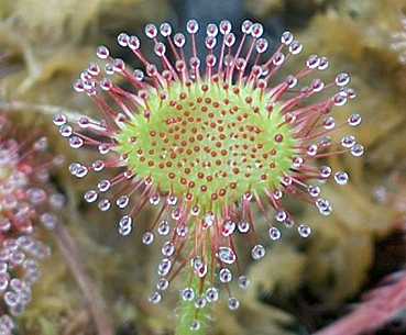 okroglolistna rosika